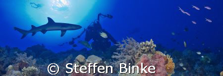Shark & Photographer by Steffen Binke 